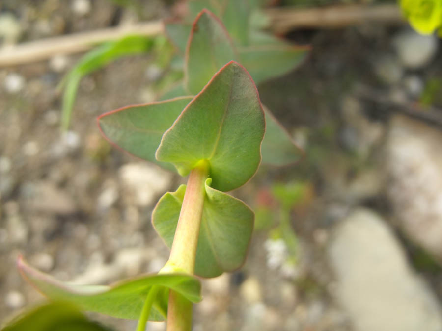 Euforbia maremmana da id - Euphorbia cfr. nicaeensis